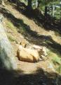 vaches.jpg